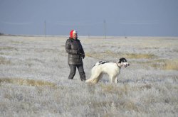 Hunting in the Volga steppes, November 2014